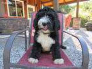 Mutt Puppy for sale in Decatur, IA, USA
