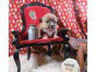 Pembroke Welsh Corgi Puppy for sale in Quapaw, OK, USA