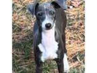 Italian Greyhound Puppy for sale in New Albany, OH, USA