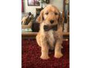 Goldendoodle Puppy for sale in Allerton, IA, USA