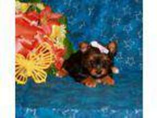 Yorkshire Terrier Puppy for sale in Pittsburg, KS, USA