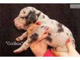 Great Dane Puppy for sale in Peoria, IL, USA
