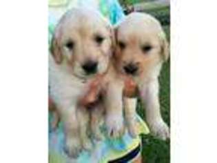 Golden Retriever Puppy for sale in Madison, MS, USA