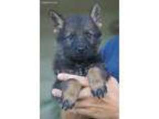 German Shepherd Dog Puppy for sale in Amboy, IL, USA