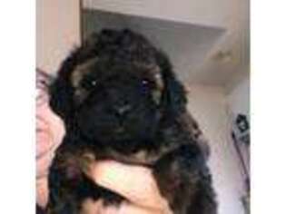 Mutt Puppy for sale in Moss Point, MS, USA