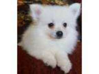 Pomeranian Puppy for sale in Center Ridge, AR, USA