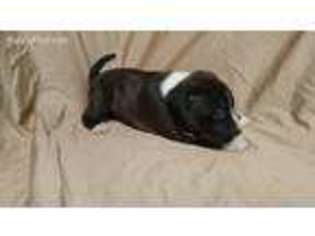American Staffordshire Terrier Puppy for sale in Culpeper, VA, USA