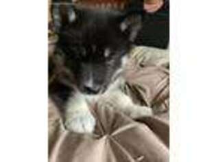 Siberian Husky Puppy for sale in Riverside, RI, USA