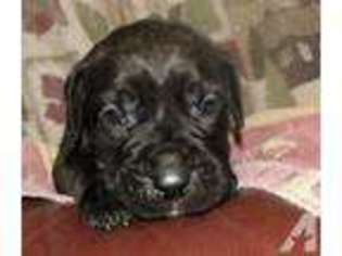Mutt Puppy for sale in BROWNSVILLE, OR, USA