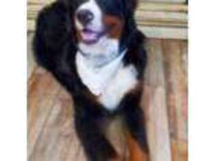 Bernese Mountain Dog Puppy for sale in Leavenworth, KS, USA
