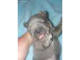 French Bulldog Puppy for sale in Watts, OK, USA