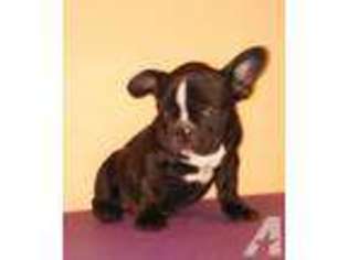French Bulldog Puppy for sale in PARSONS, KS, USA