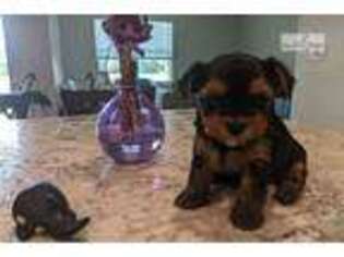 Yorkshire Terrier Puppy for sale in Charleston, SC, USA
