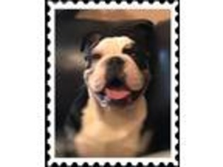Bulldog Puppy for sale in Allegan, MI, USA