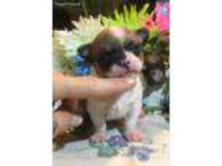 Chihuahua Puppy for sale in Meadville, PA, USA