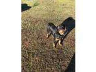 Rottweiler Puppy for sale in Littleton, NC, USA