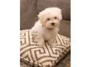 Havanese Puppy for sale in Katy, TX, USA