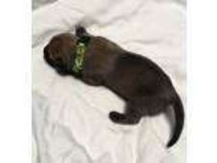 Mastiff Puppy for sale in Williamsburg, KY, USA