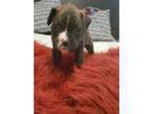 Boxer Puppy for sale in Gladewater, TX, USA