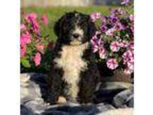 Mutt Puppy for sale in Mora, MN, USA