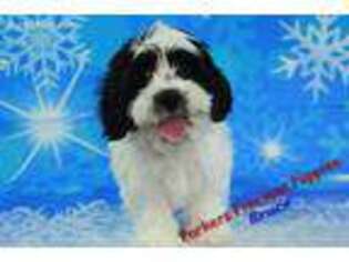 Cavachon Puppy for sale in Hickory, NC, USA