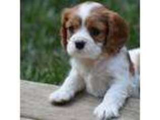 Cavalier King Charles Spaniel Puppy for sale in Parkesburg, PA, USA