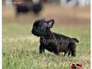 French Bulldog Puppy for sale in Henagar, AL, USA