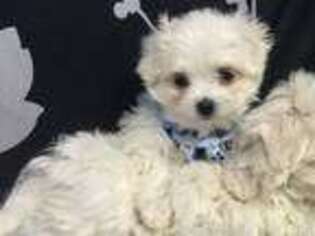 Maltese Puppy for sale in Winesburg, OH, USA