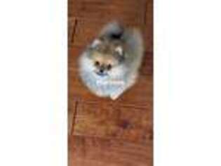Pomeranian Puppy for sale in City Of Industry, CA, USA