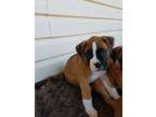 Boxer Puppy for sale in Fountain Inn, SC, USA