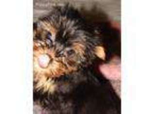 Yorkshire Terrier Puppy for sale in Augusta, ME, USA