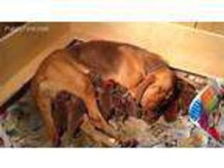 Bloodhound Puppy for sale in Custer, MI, USA