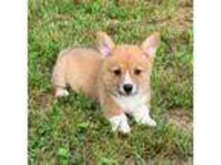 Pembroke Welsh Corgi Puppy for sale in Falkner, MS, USA
