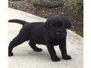 Labrador Retriever Puppy for sale in Knightstown, IN, USA