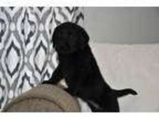 Labrador Retriever Puppy for sale in Roaring Spring, PA, USA