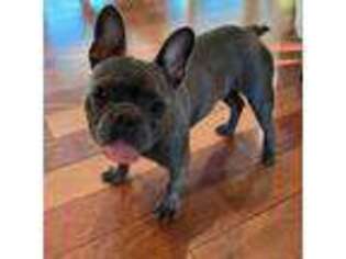 French Bulldog Puppy for sale in Georgetown, KY, USA