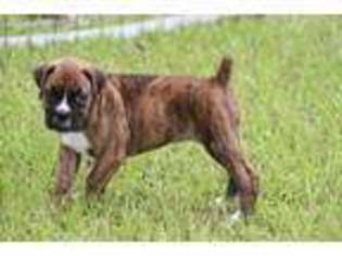 Boxer Puppy for sale in Buna, TX, USA