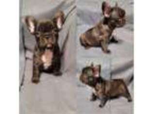 French Bulldog Puppy for sale in Joplin, MO, USA