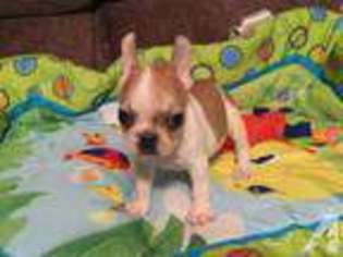 French Bulldog Puppy for sale in BOLEY, OK, USA