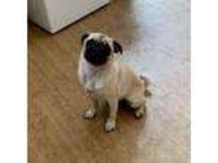 Pug Puppy for sale in Columbia, SC, USA