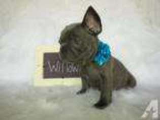 French Bulldog Puppy for sale in SAINT HEDWIG, TX, USA