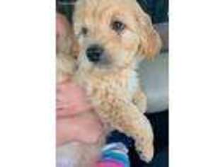 Goldendoodle Puppy for sale in Torrington, CT, USA