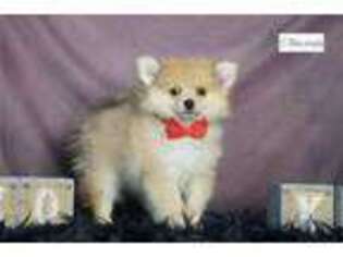 Pomeranian Puppy for sale in Fort Wayne, IN, USA