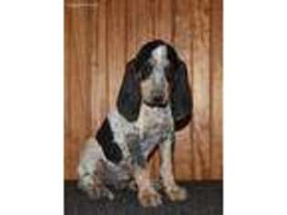 Bluetick Coonhound Puppy for sale in Chillicothe, OH, USA