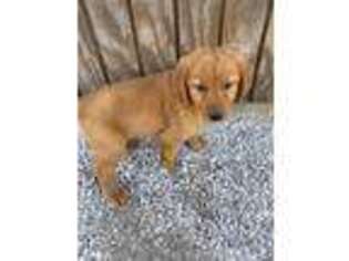 Golden Retriever Puppy for sale in Plymouth, IL, USA