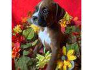 Boxer Puppy for sale in Cambridge Springs, PA, USA