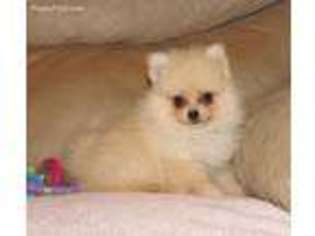 Pomeranian Puppy for sale in Billings, MO, USA