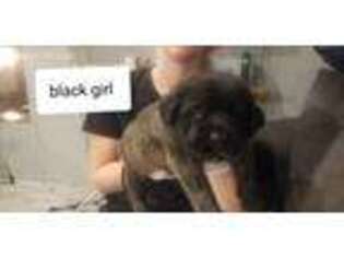 Medium Photo #1 Mastiff Puppy For Sale in South Bend, IN, USA