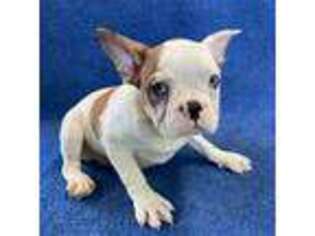 French Bulldog Puppy for sale in New Philadelphia, OH, USA
