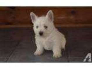 West Highland White Terrier Puppy for sale in JUNEAU, PA, USA